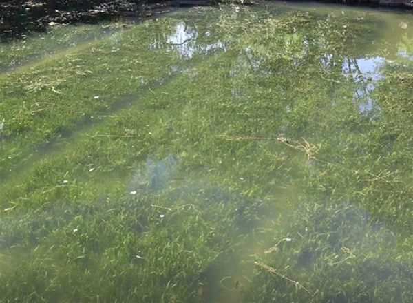 沉水植物种植毯